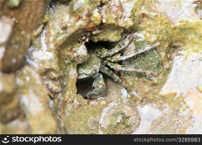 green crab in the hole of rock in the sea