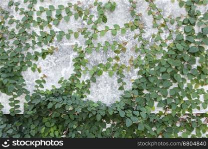 Green creeper plant growing on gray concrete wall