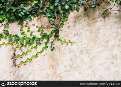Green creeper plant on cement wall beautiful background