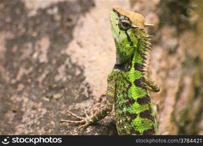 Green crested lizard, black face lizard, tree lizard