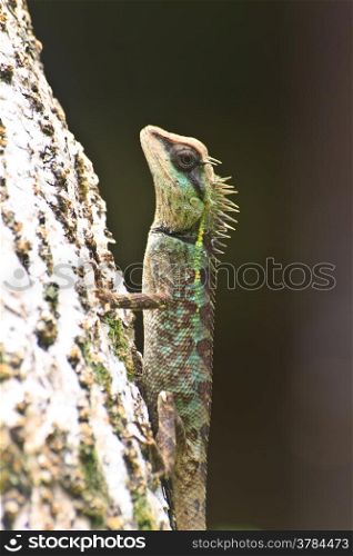 Green crested lizard, black face lizard, tree lizard