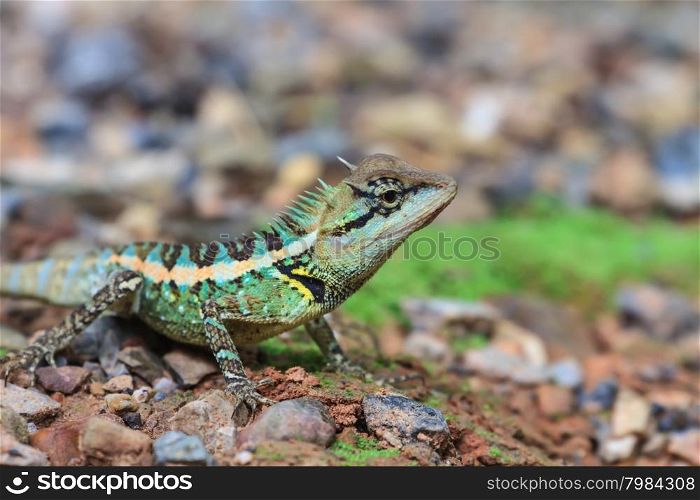 Green crested lizard, black face lizard, tree lizard on ground