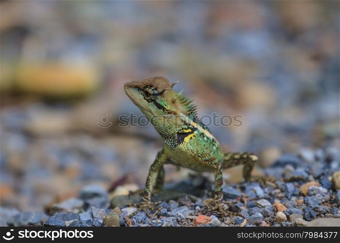 Green crested lizard, black face lizard, tree lizard on ground