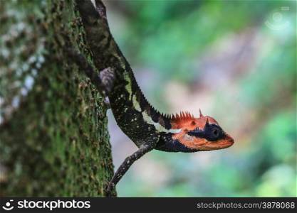 Green crested lizard, black face lizard, tree lizard on tree