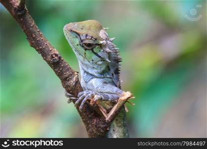 Green crested lizard, black face lizard, tree lizard on tree