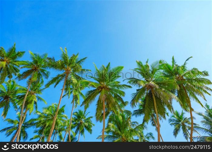 Green crowns of palm trees with coconuts