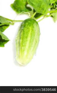 green cucumber on a white background