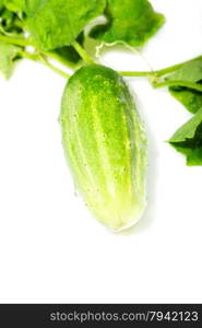 green cucumber on a white background