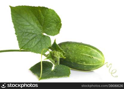 green cucumber with leaves isolated on white