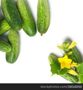 green cucumbers with leaves and flower isolated on white