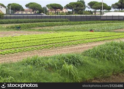 Green Cultivated Field