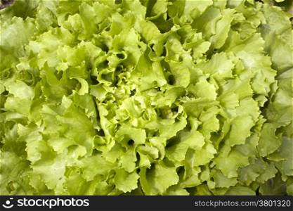 green curly leaves of endive lettuce growing in garden