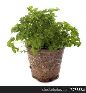 green curly parsley in pot in front of white background