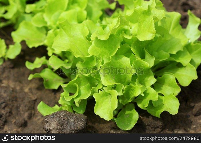 Green curly salad growing in the garden, growing. Healthy vegetarian food.. Green curly salad growing in the garden, growing. Healthy vegetarian food