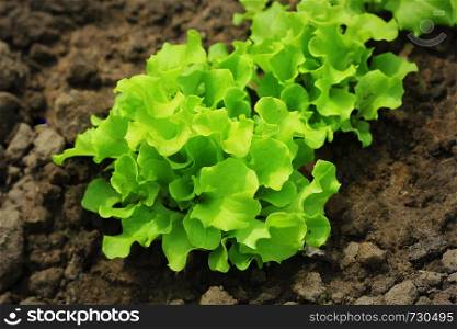 Green curly salad growing in the garden, growing. Healthy vegetarian food.. Green curly salad growing in the garden, growing. Healthy vegetarian food