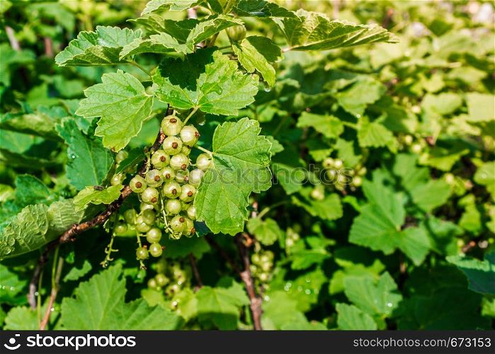 Green currant berries ripen on bush in garden