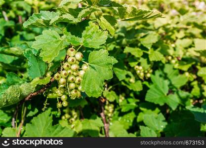 Green currant berries ripen on bush in garden