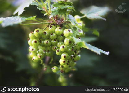 Green currant.Unripe maturing green currant on a Bush branch close-up.