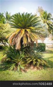 Green cycad plant in the garden park / cobia tree