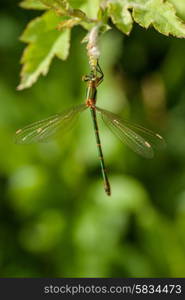 Green damselfly sitting on a green leaf