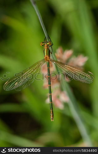 Green damselfly sitting on a green leaf