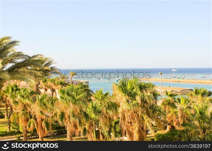 Green Date Palms on a Sea Background. Green Palms