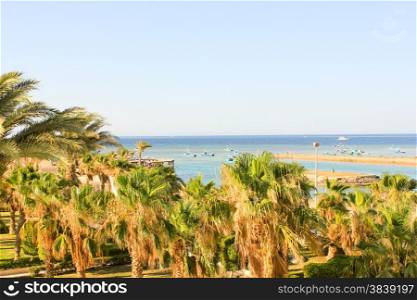 Green Date Palms on a Sea Background. Green Palms