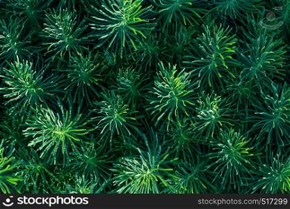 Green decorative plant grass, background, texture. Euphorbia cyparissias ornamental perennial in landscape design garden or park Abstract pattern Top view.. Green decorative plant grass, background, texture. Euphorbia cyparissias ornamental perennial in landscape design garden or park Abstract pattern Top view