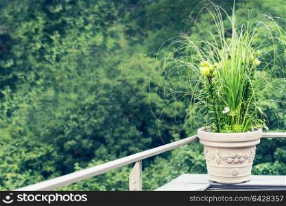 Green decorative plants flowers pot with ornamental grass and lily on balcony