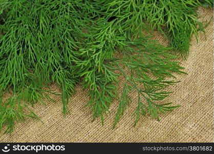 Green dill on the rough fabric as the background