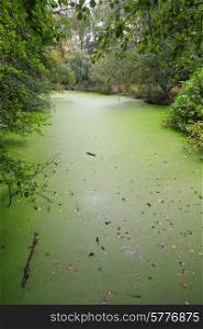 Green duckweed covers small pond in the forest&#xA;