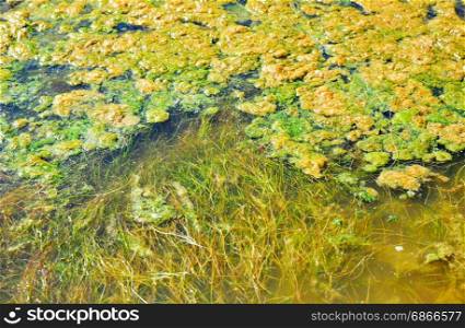 Green duckweed in the pond, summer day