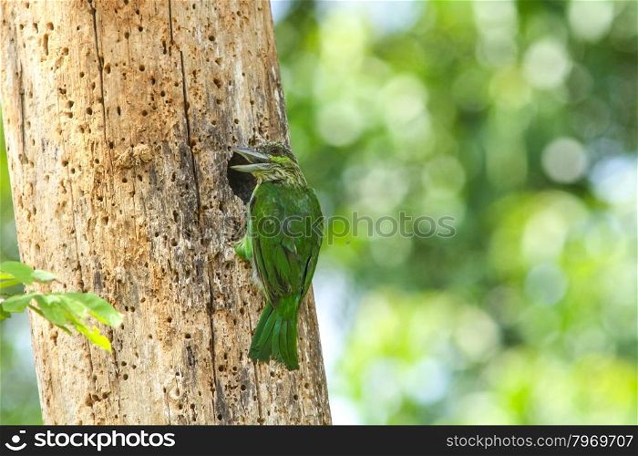 Green-eared Barbet bird in nature perching on a branch