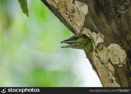 Green-eared Barbet(Megalaima faiostricta) in nest on the big tree