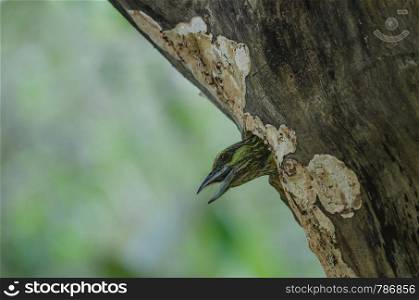 Green-eared Barbet(Megalaima faiostricta) in nest on the big tree