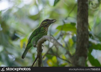 Green-eared Barbet(Megalaima faiostricta) on branch in forest