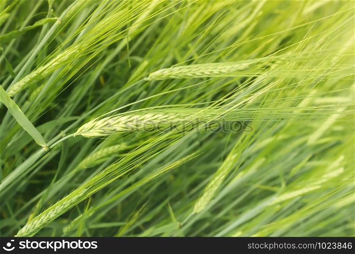 Green ears of barley close-up bend in the wind in the field on a summer day. Organic background with space for copy - the concept of harvest and healthy nutrition. Selective focus, blurred vignette.