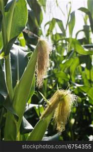 Green ears of corn showing the silk