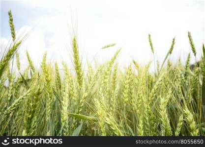 Green ears of wheat against the bright sun. Green ears of wheat