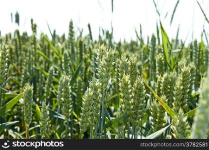 Green ears of wheat closeup in the field before ripening in June