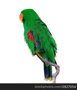 Green Eclectus Parrot Isolated On White Background