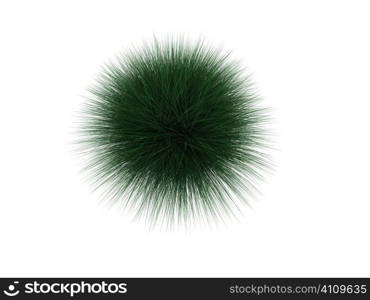 green edgy plant on a white background