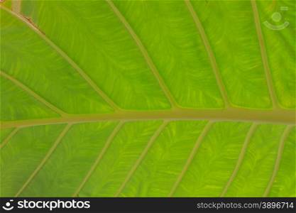 green Elephant ear leave pattern for background