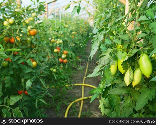 Green elongated tomatoes ripening in wooden greenhouse in summertime
