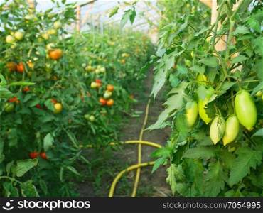 Green elongated tomatoes ripening in wooden greenhouse in summertime