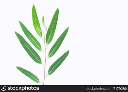 Green eucalyptus branch on white background with copy space