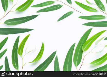 Green eucalyptus branches on white background with copy space