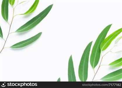 Green eucalyptus branches on white background with copy space