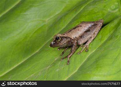 Green-eyed Bush Frog, Raorchestes chlorosomma,Munnar, Kerala, India