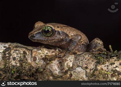 Green eyed bush frog, Raorchestes chlorosomma, Munnar, Kerala, India